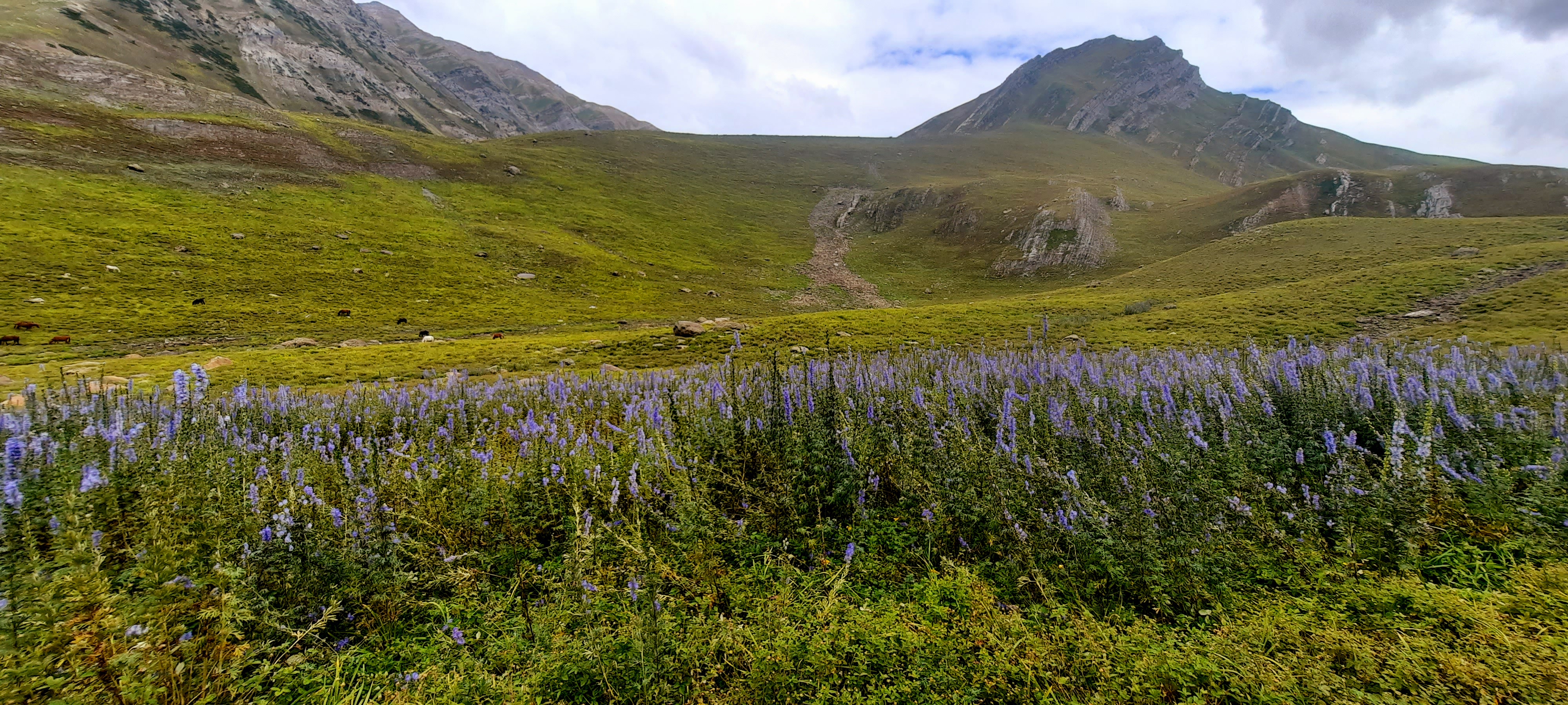 Kashmir Great Lakes Trek