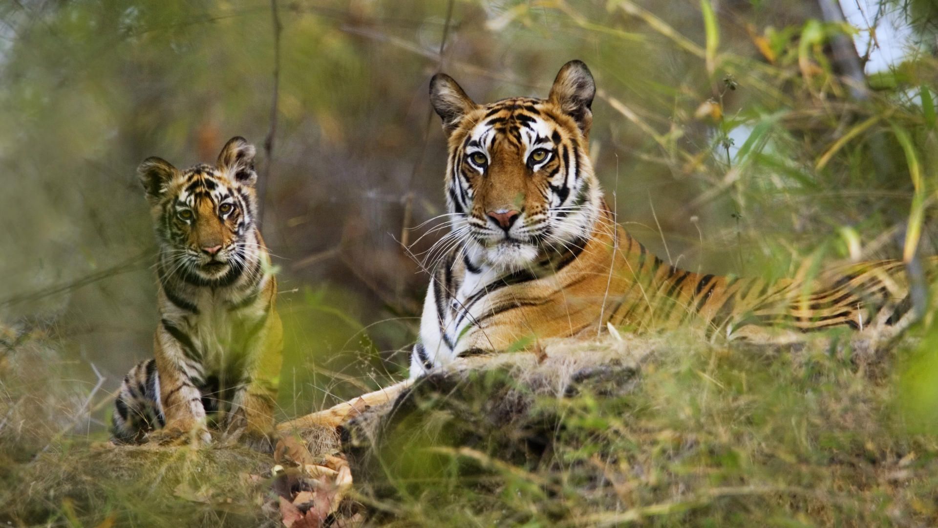 Bandhavgarh
