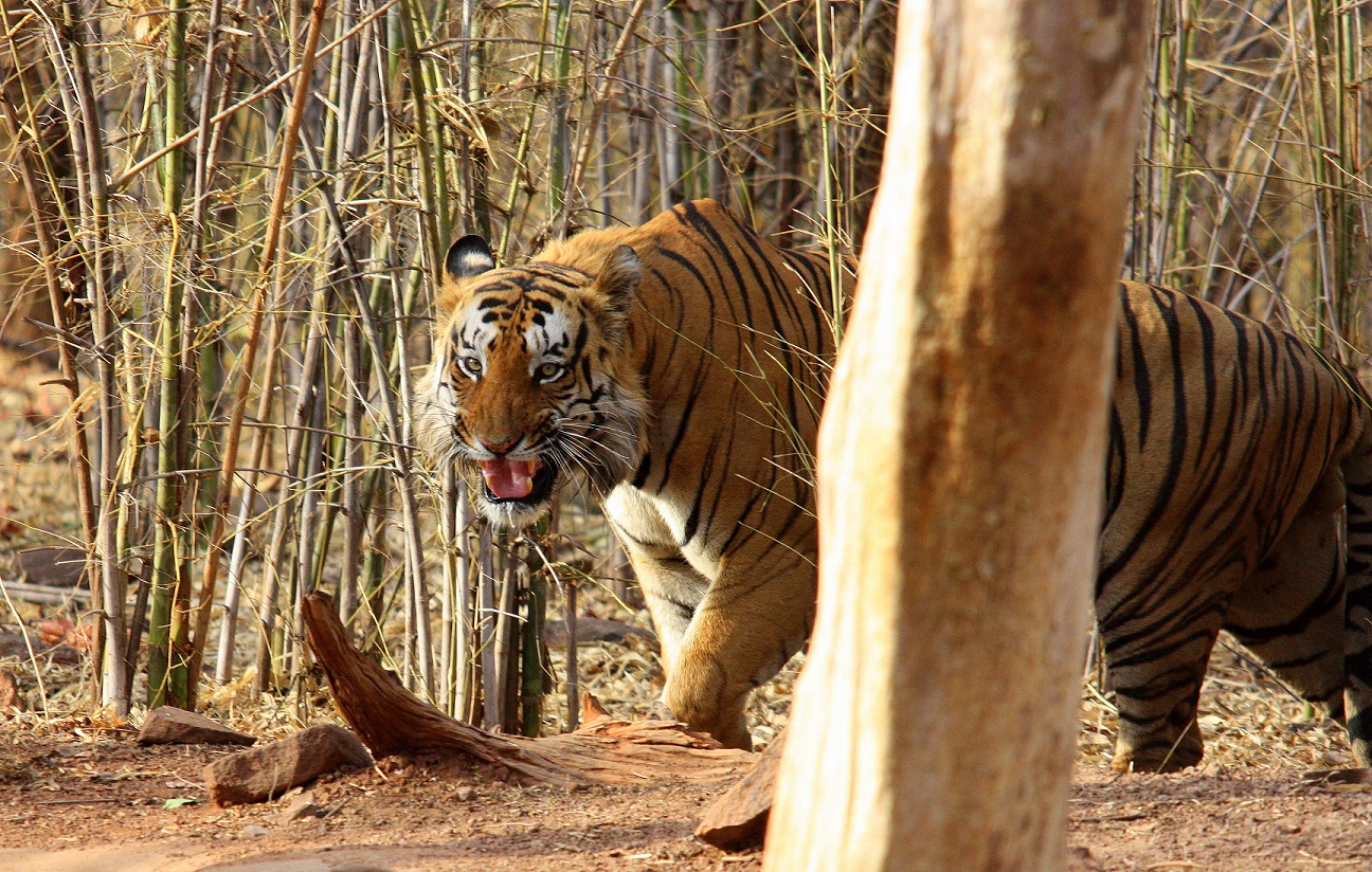 Tadoba