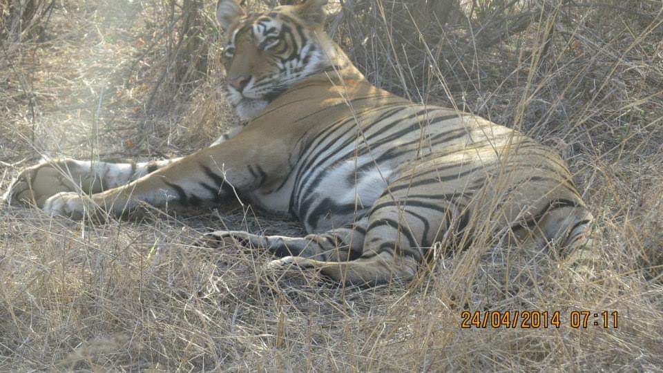 Ranthambore
